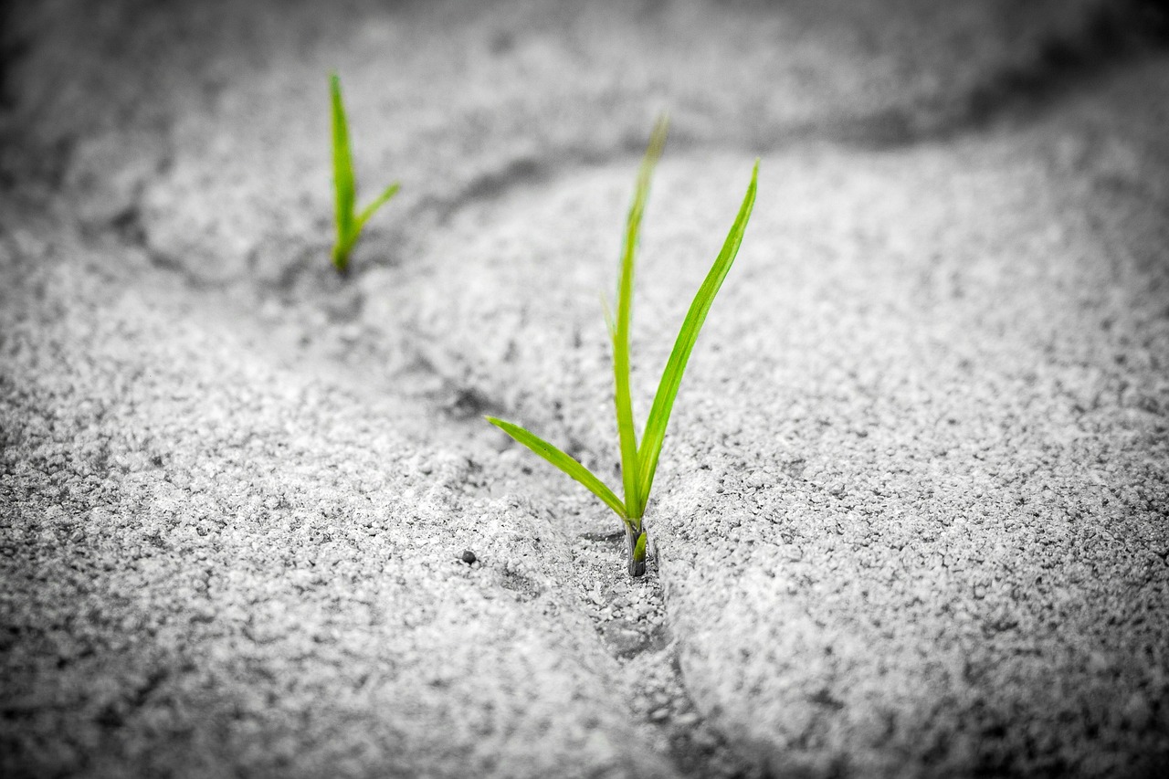 Gras dat door het beton heen groeit